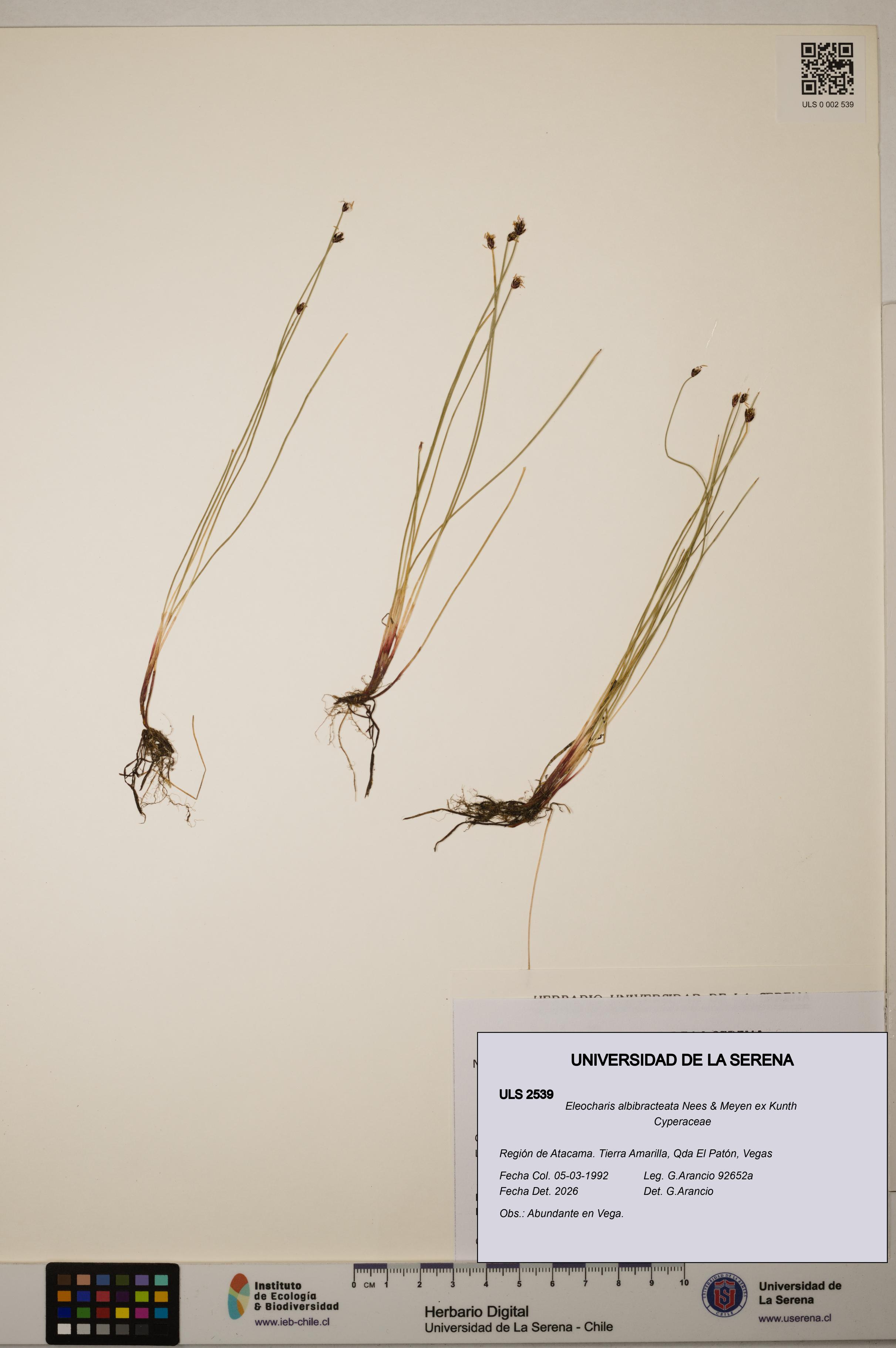 Eleocharis albibracteata [Espécimen: ULS:ULS:0002539]