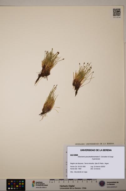 Eleocharis pseudoalbibracteata [Espécimen: ULS:ULS:0002546]
