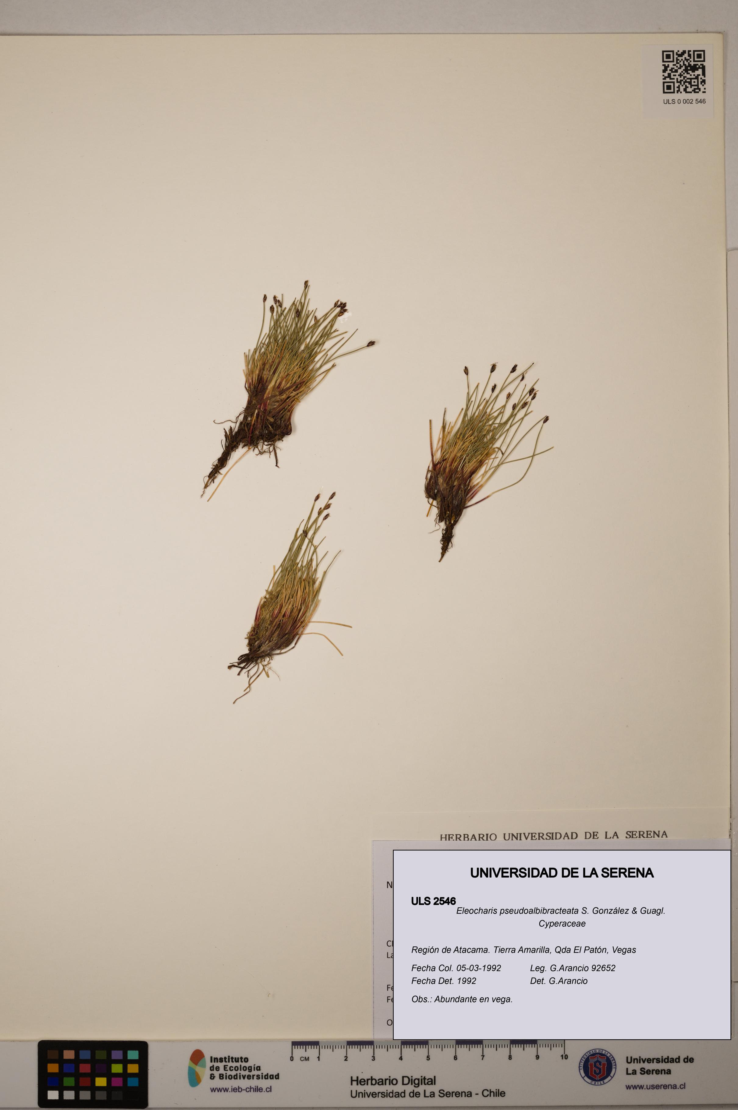 Eleocharis pseudoalbibracteata [Espécimen: ULS:ULS:0002546]