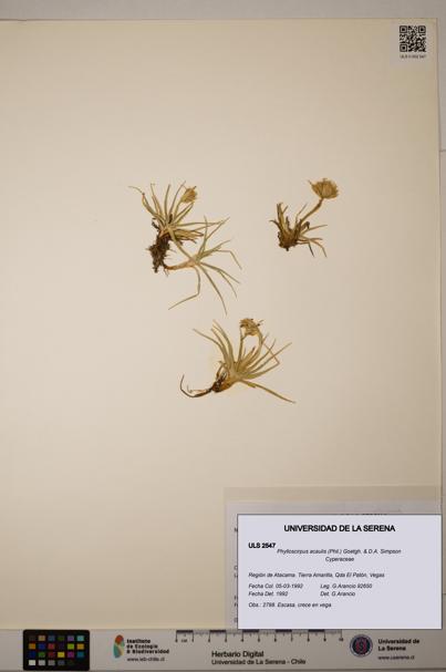 Phylloscirpus acaulis [Espécimen: ULS:ULS:0002547]