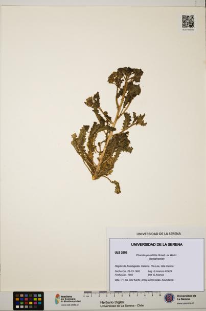 Phacelia pinnatifida [Espécimen: ULS:ULS:0002552]