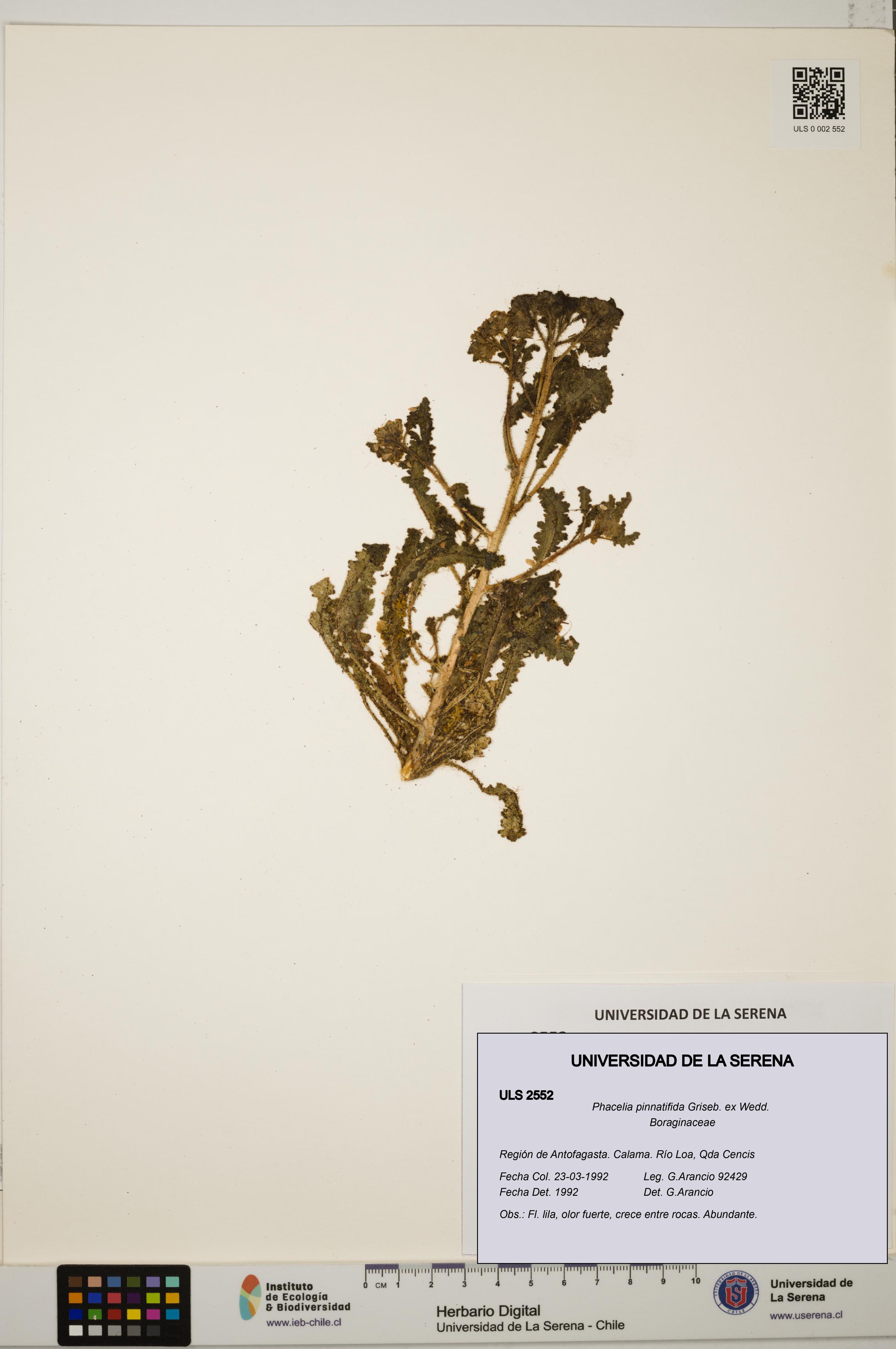 Phacelia pinnatifida [Espécimen: ULS:ULS:0002552]