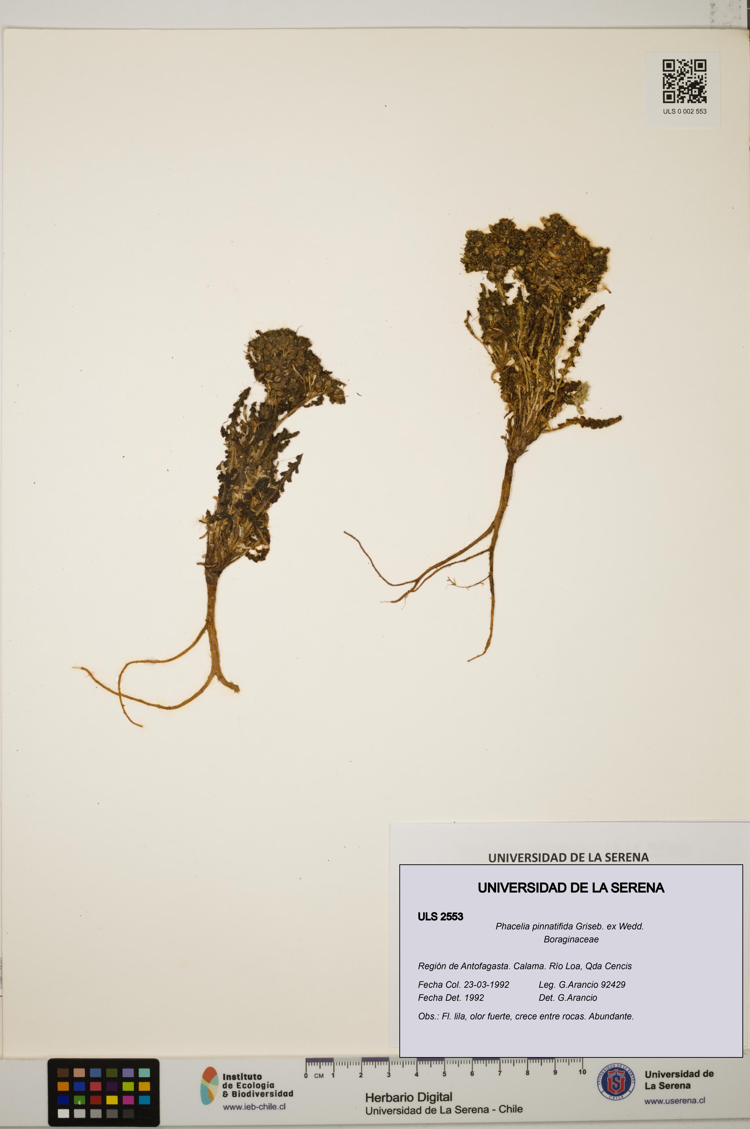 Phacelia pinnatifida [Espécimen: ULS:ULS:0002553]