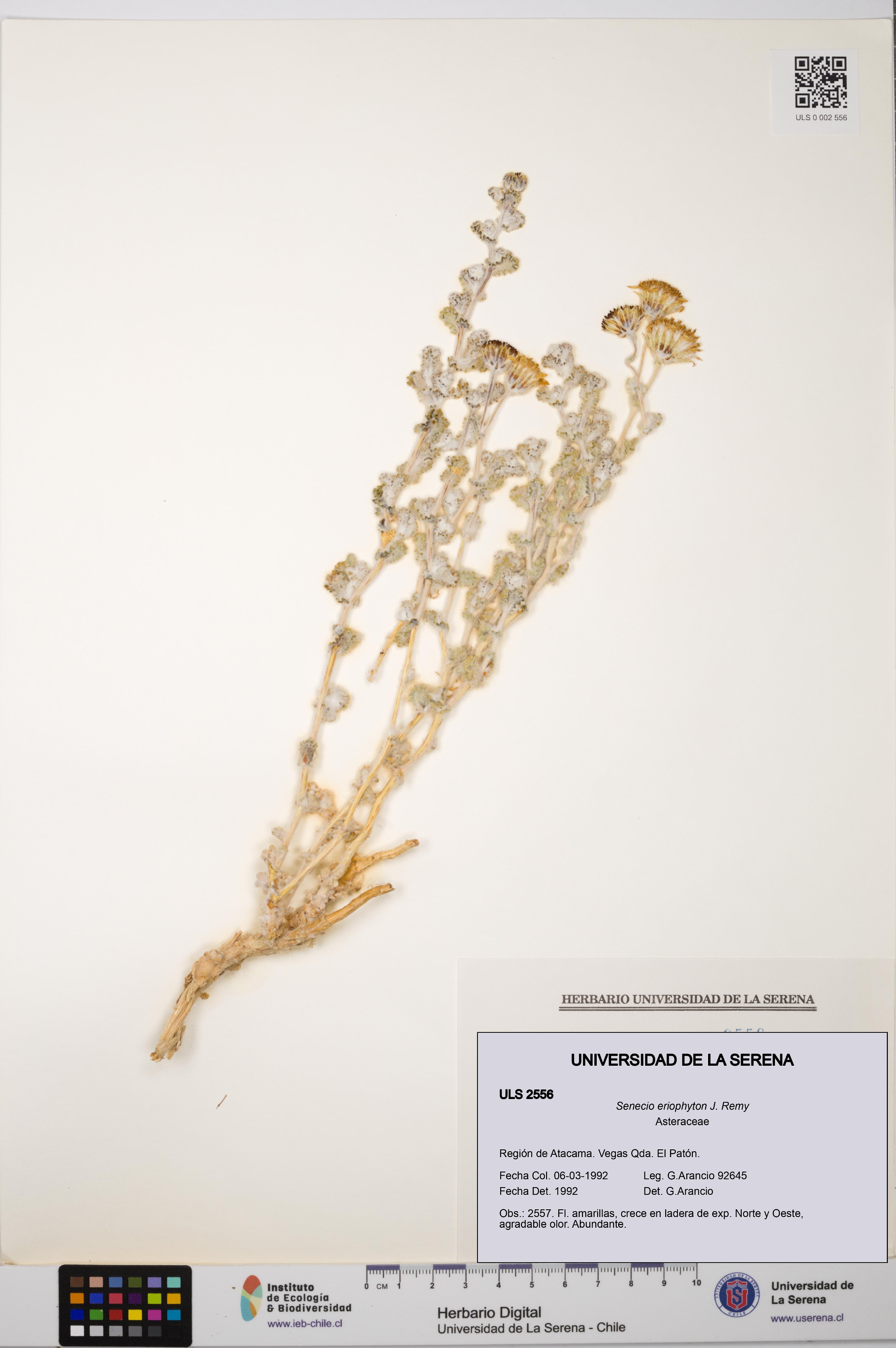 Senecio eriophyton [Espécimen: ULS:ULS:0002556]