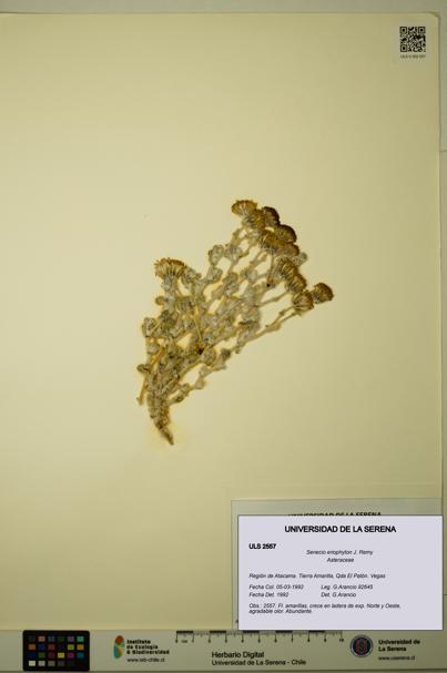 Senecio eriophyton [Espécimen: ULS:ULS:0002557]