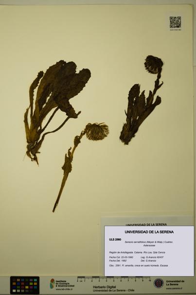 Senecio serratifolius [Espécimen: ULS:ULS:0002560]