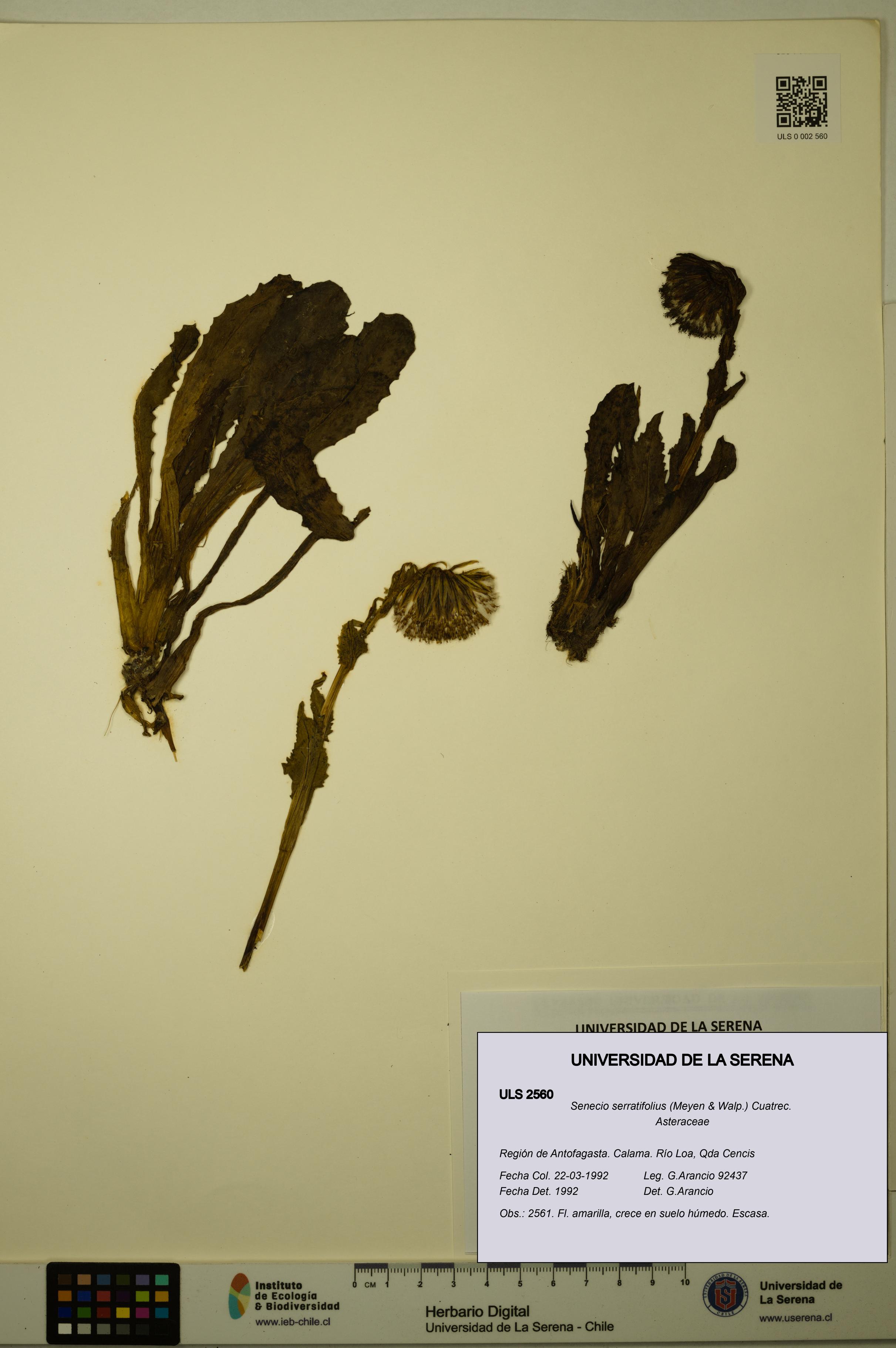Senecio serratifolius [Espécimen: ULS:ULS:0002560]