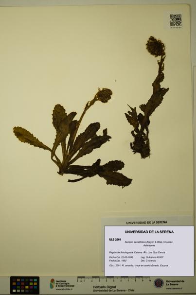 Senecio serratifolius [Espécimen: ULS:ULS:0002561]