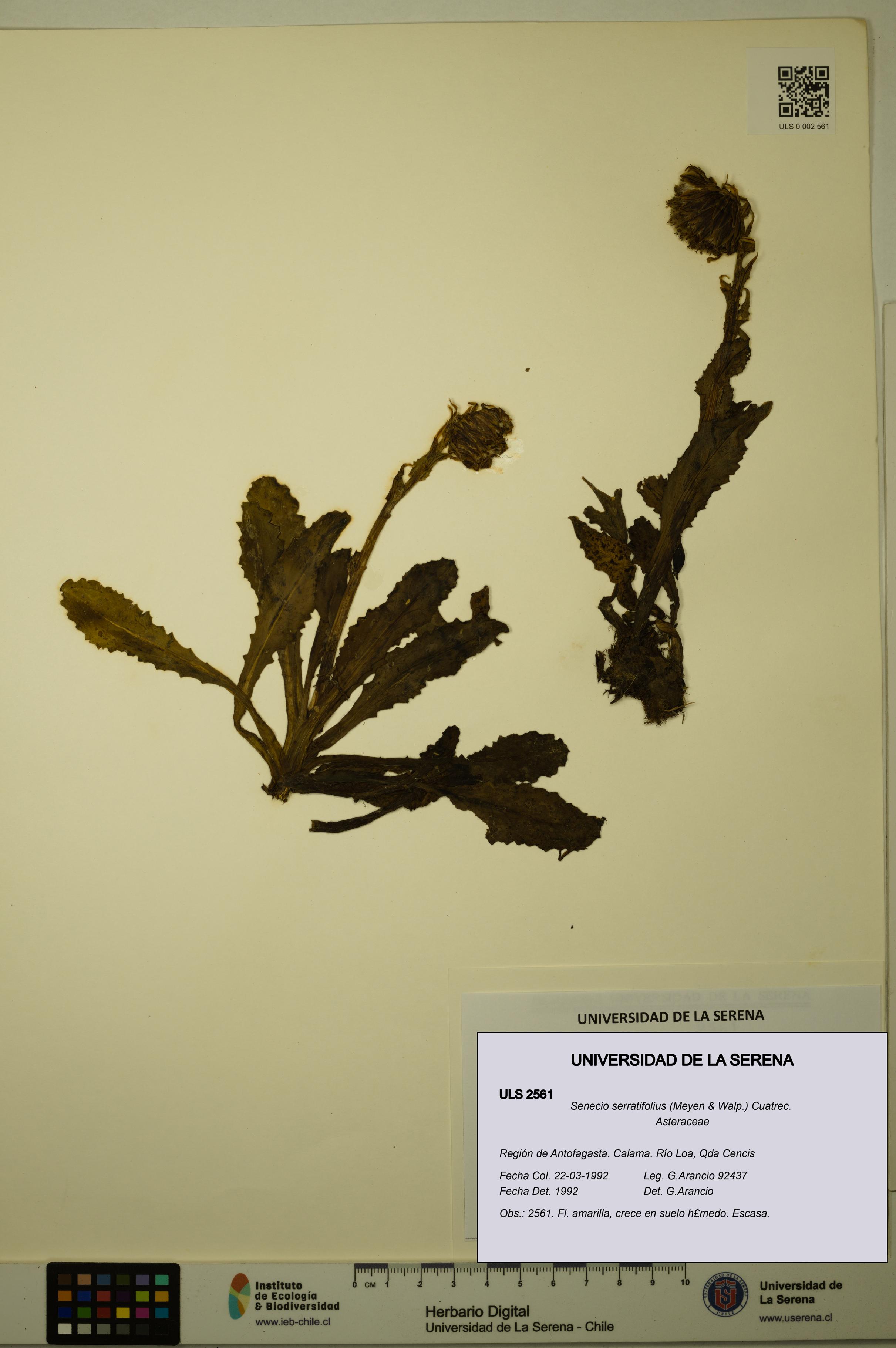 Senecio serratifolius [Espécimen: ULS:ULS:0002561]