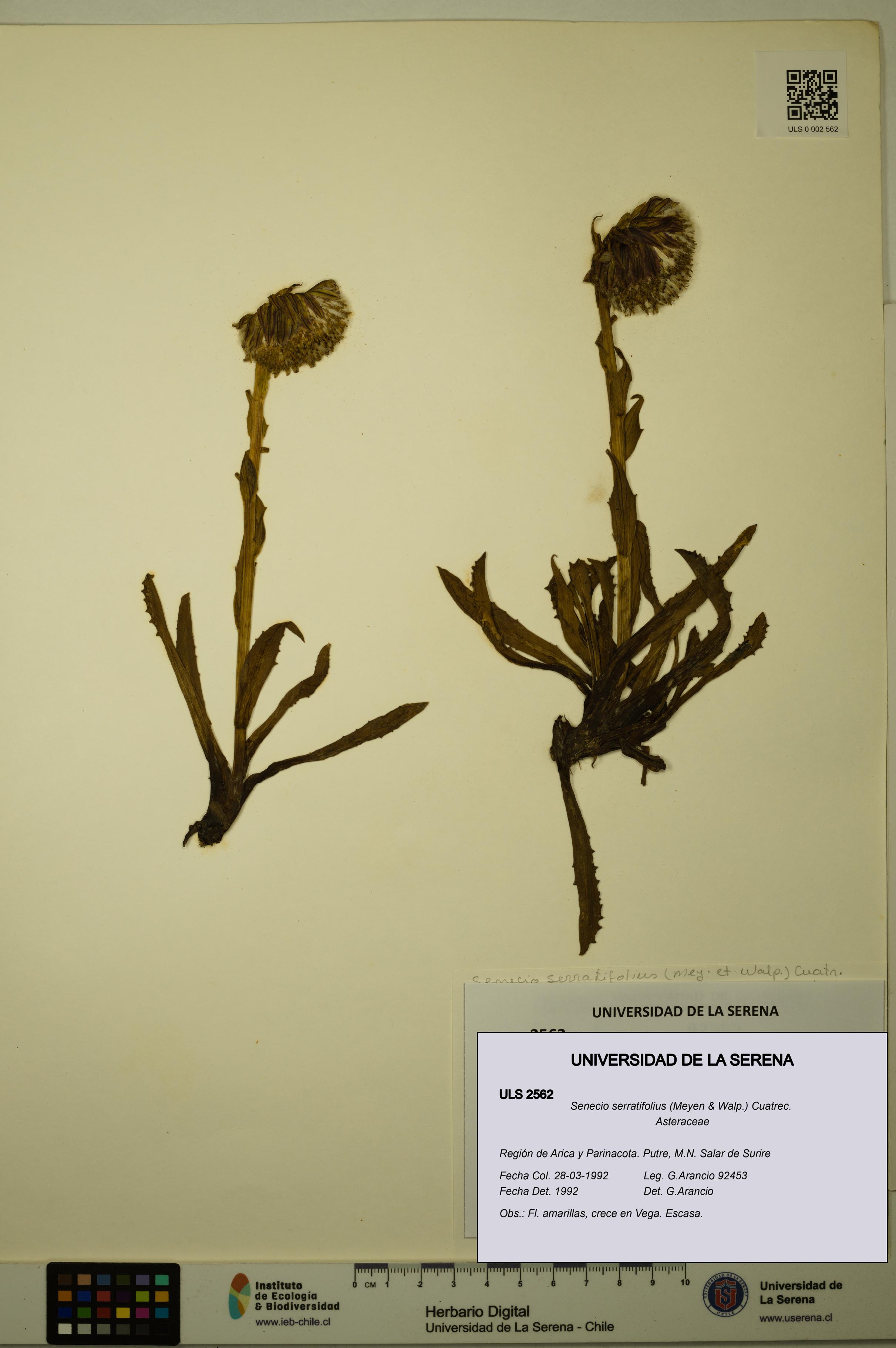 Senecio serratifolius [Espécimen: ULS:ULS:0002562]