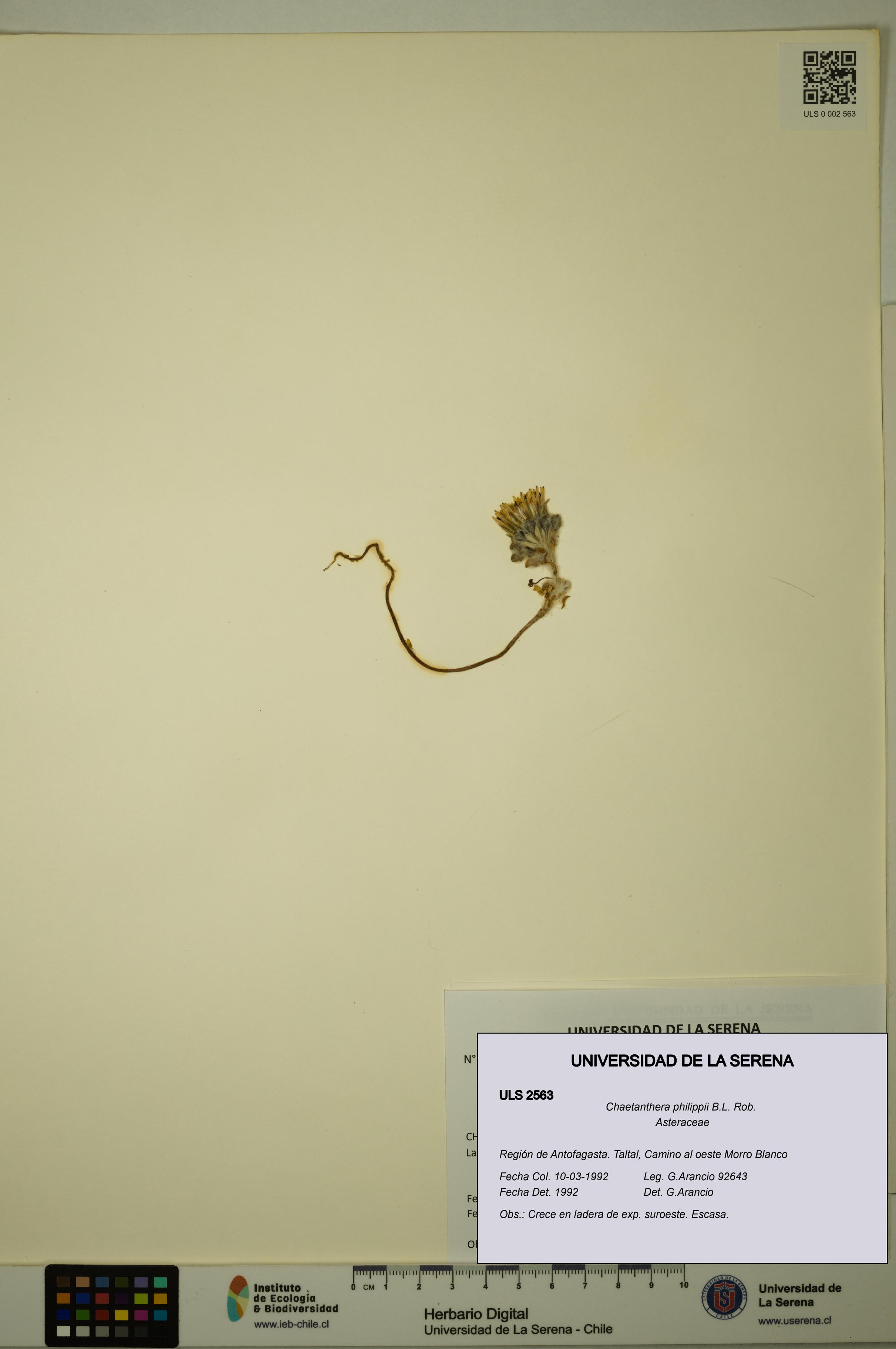 Chaetanthera philippii [Espécimen: ULS:ULS:0002563]