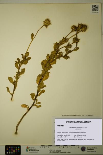 Haplopappus baylahuen [Espécimen: ULS:ULS:0002565]