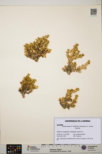 Azorella trisecta [Espécimen: ]