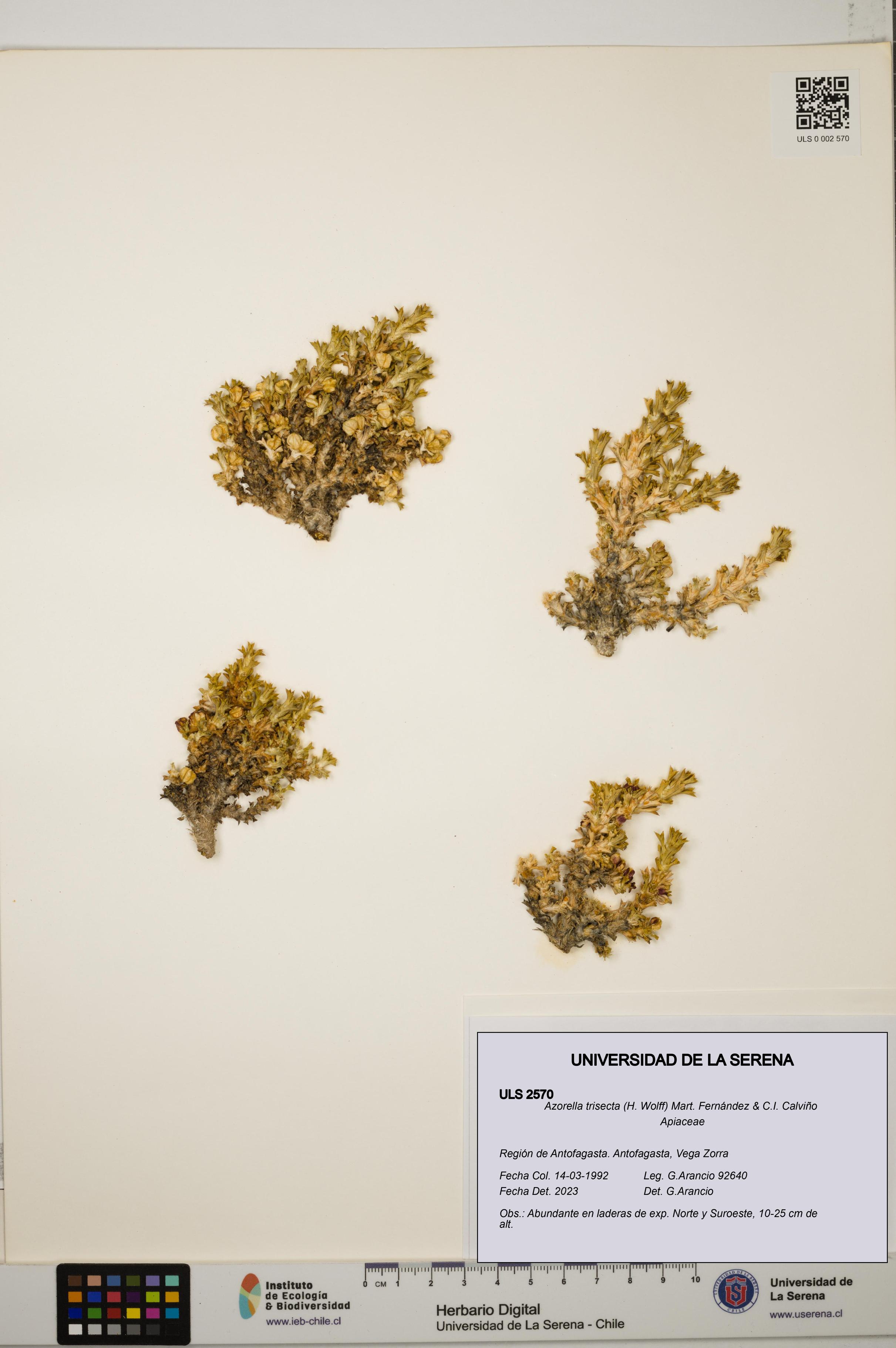 Azorella trisecta [Espécimen: ]