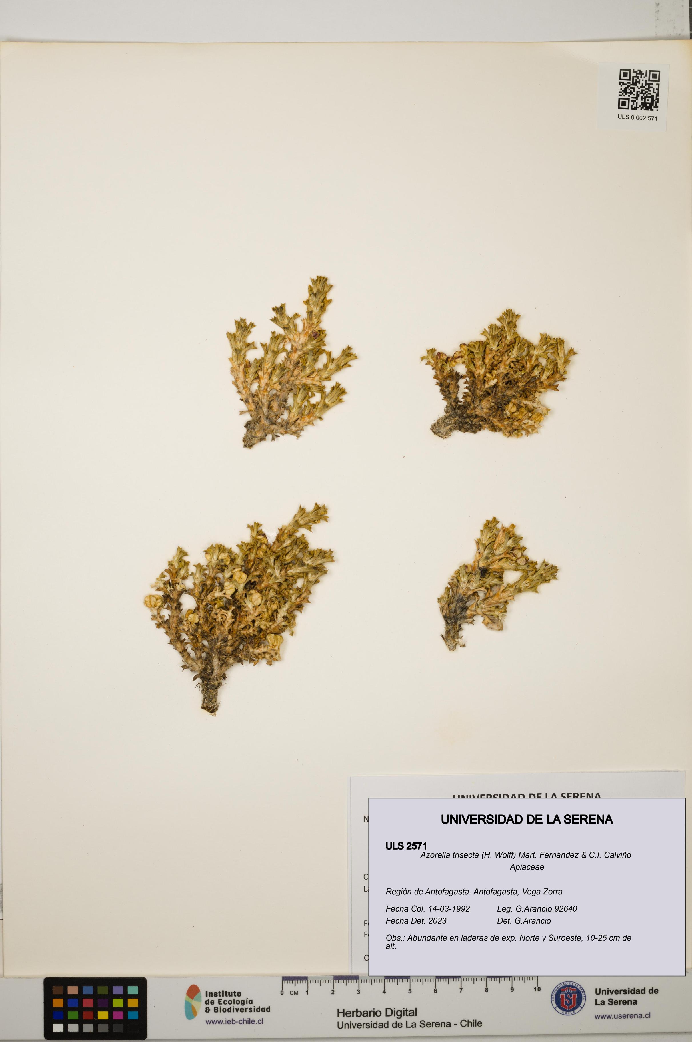 Azorella trisecta [Espécimen: ]