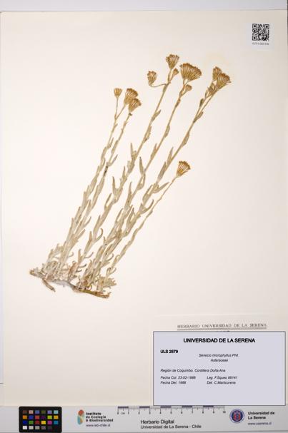 Senecio microphyllus [Espécimen: ULS:ULS:0002579]