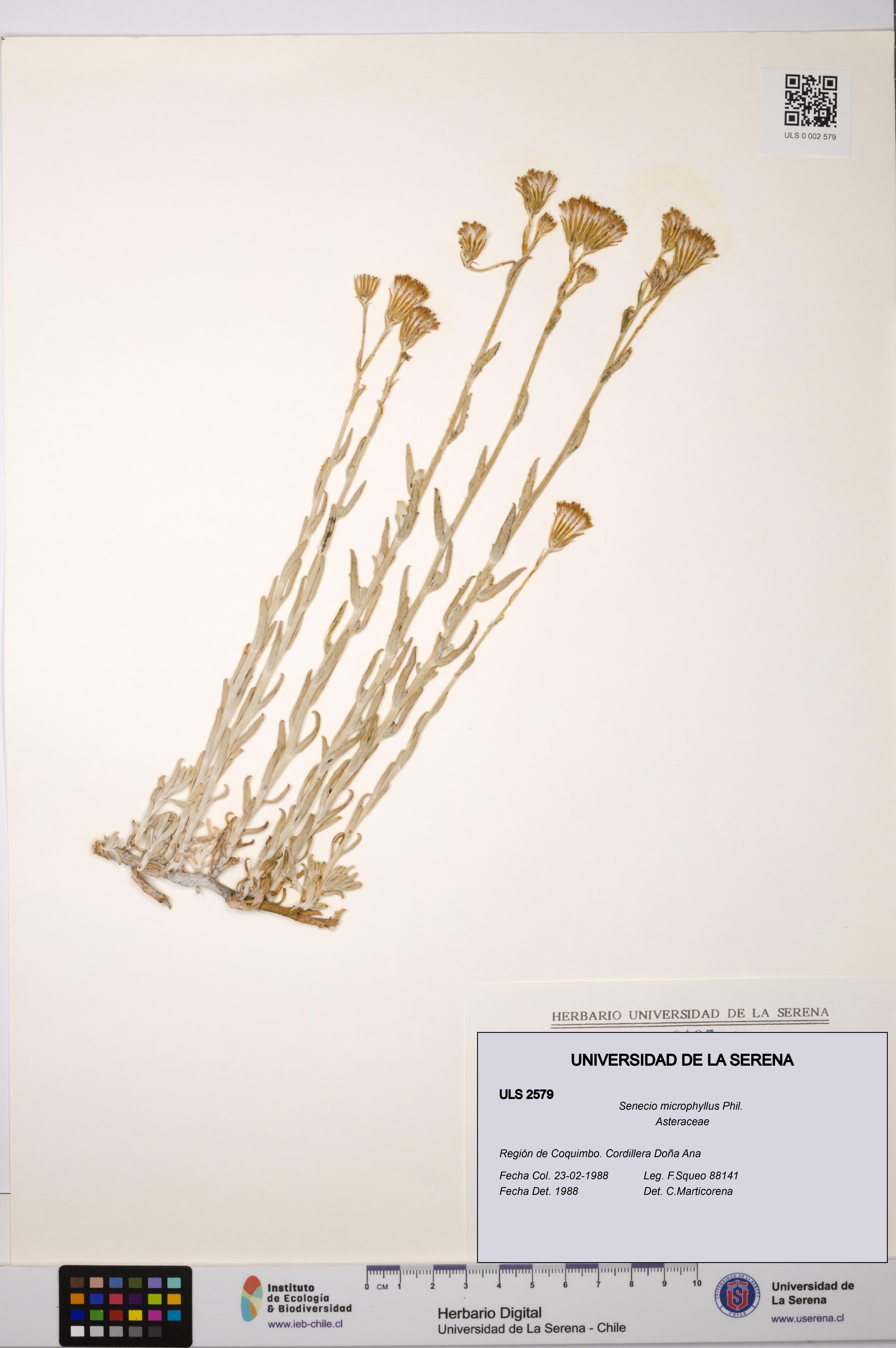 Senecio microphyllus [Espécimen: ULS:ULS:0002579]