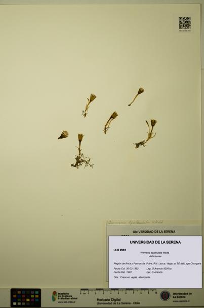 Werneria spathulata [Espécimen: ULS:ULS:0002581]