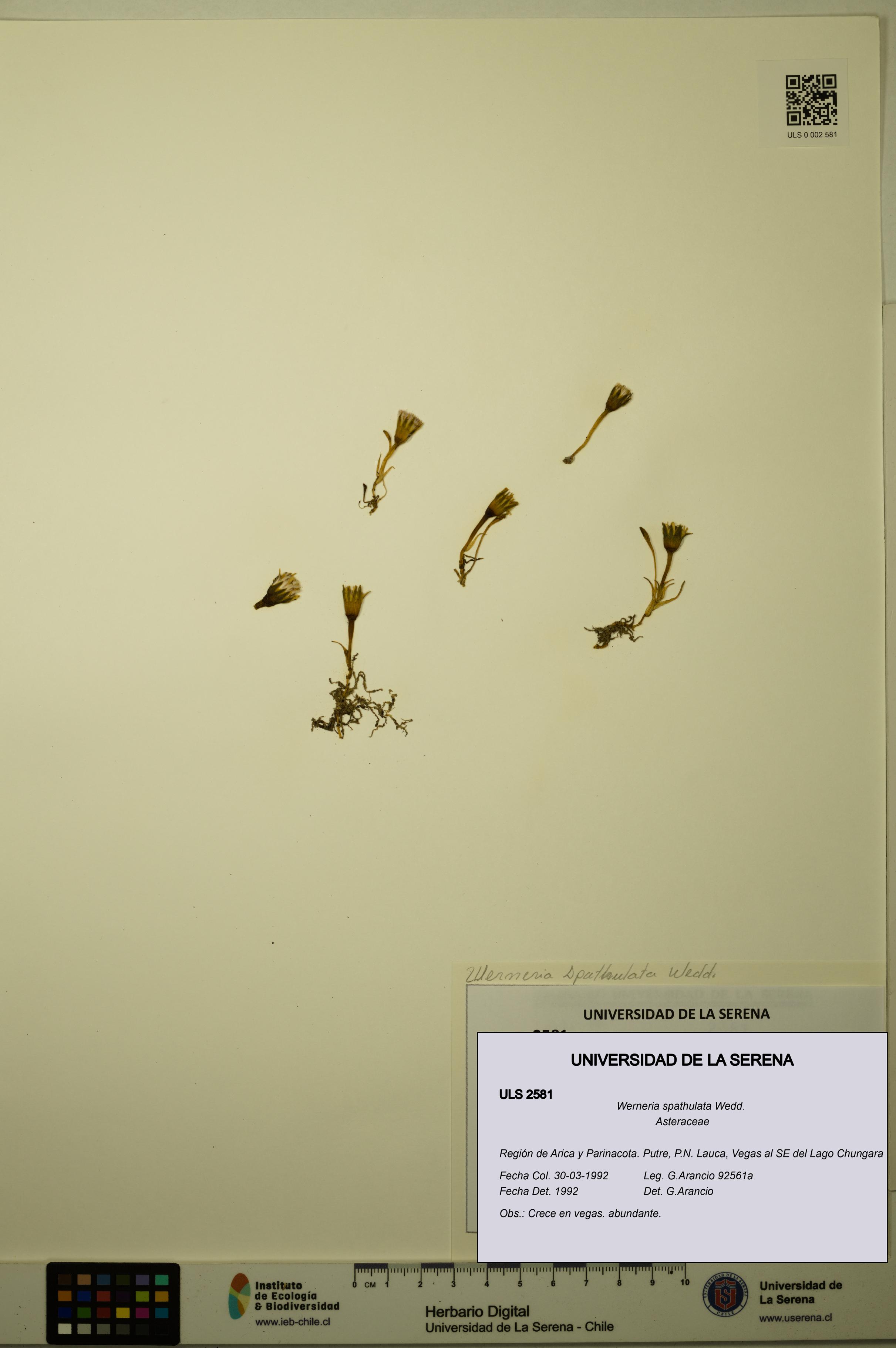 Werneria spathulata [Espécimen: ULS:ULS:0002581]