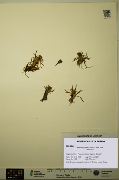 Werneria pygmaea [Espécimen: ULS:ULS:0002584]