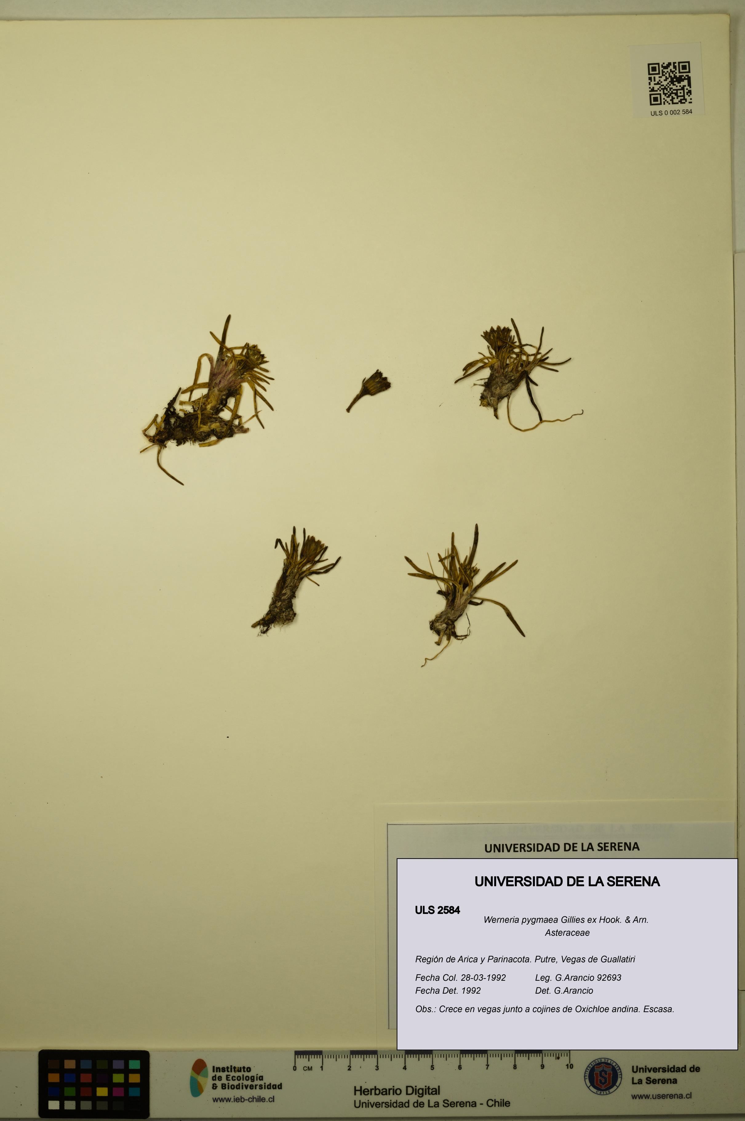 Werneria pygmaea [Espécimen: ULS:ULS:0002584]