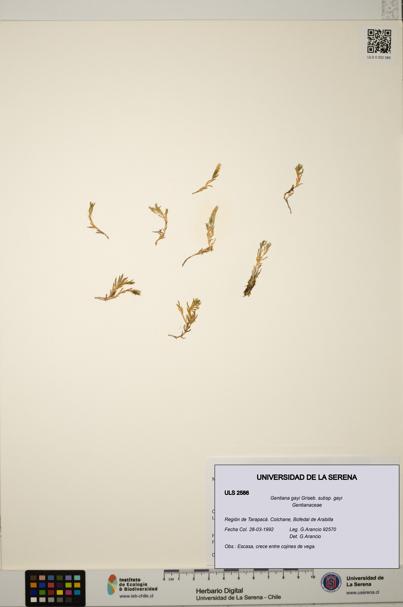 Gentiana gayi subsp. gayi [Espécimen: ULS:ULS:0002586]