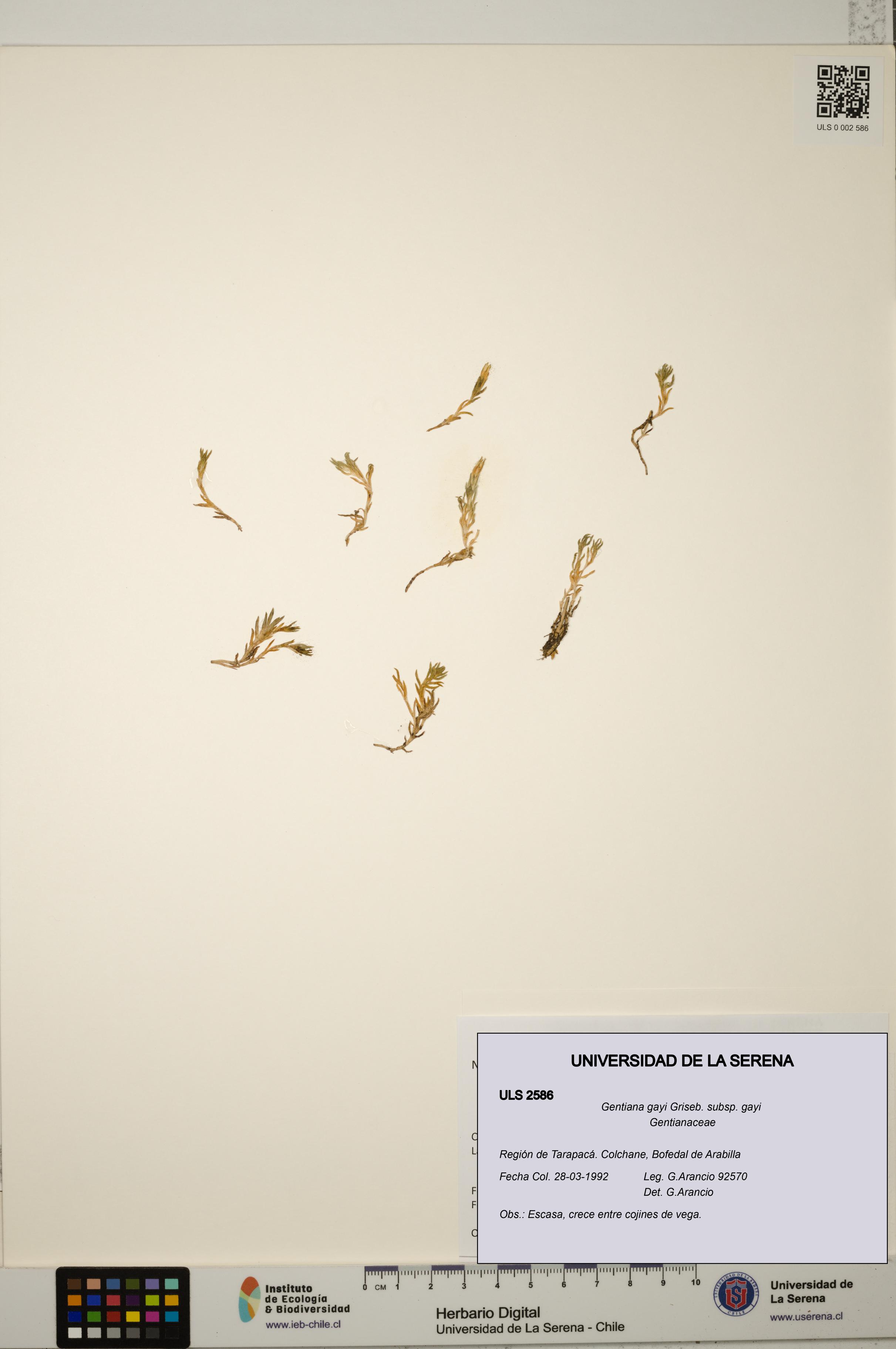Gentiana gayi subsp. gayi [Espécimen: ULS:ULS:0002586]