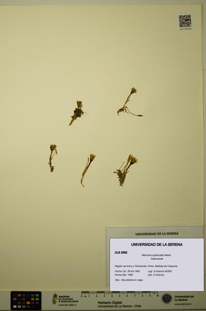 Werneria spathulata [Espécimen: ULS:ULS:0002592]