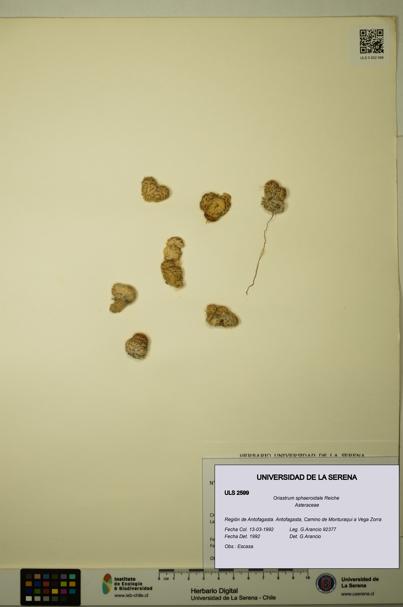Oriastrum sphaeroidale [Espécimen: ULS:ULS:0002599]