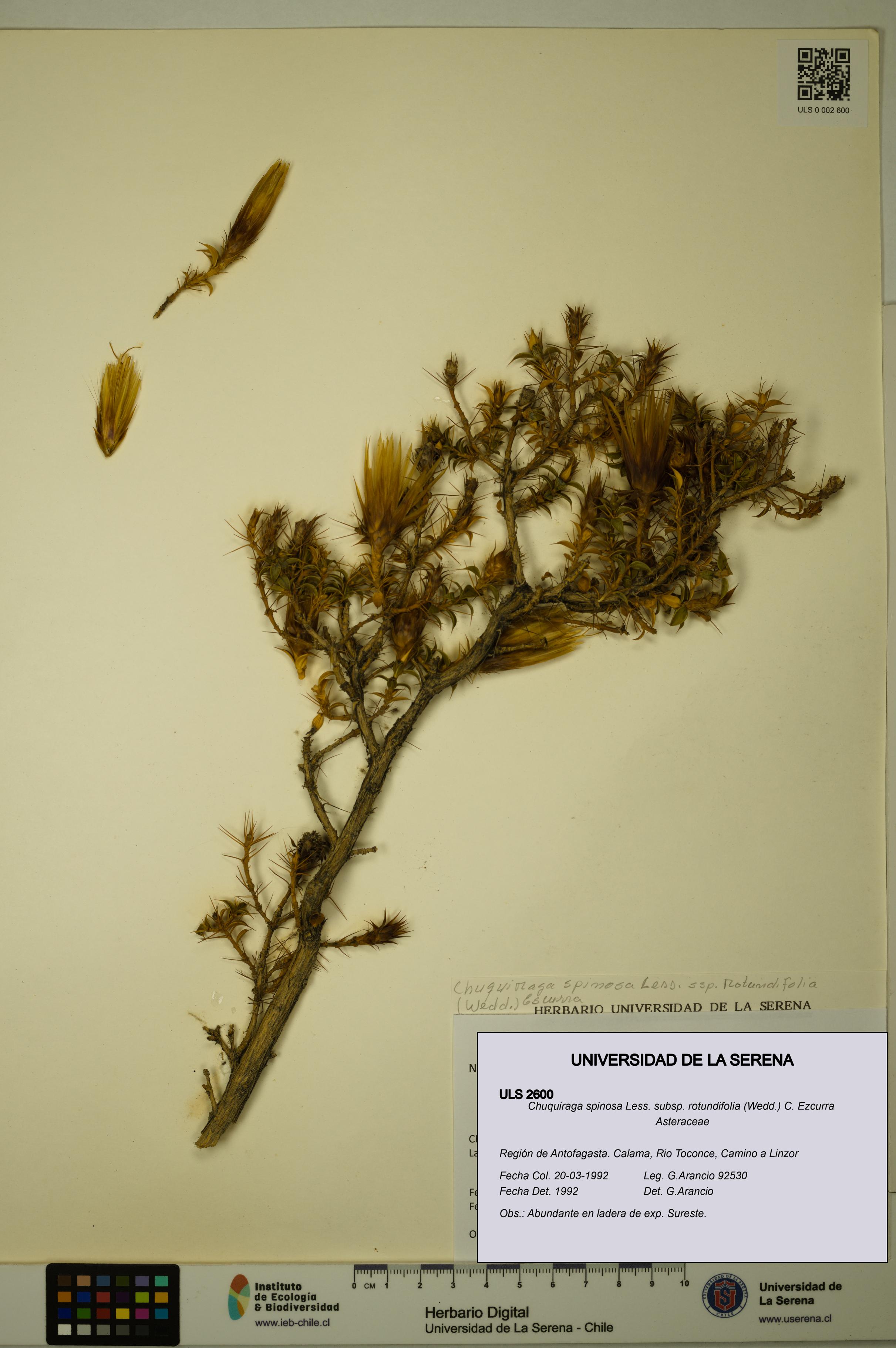 Chuquiraga spinosa subsp. rotundifolia [Espécimen: ULS:ULS:0002600]
