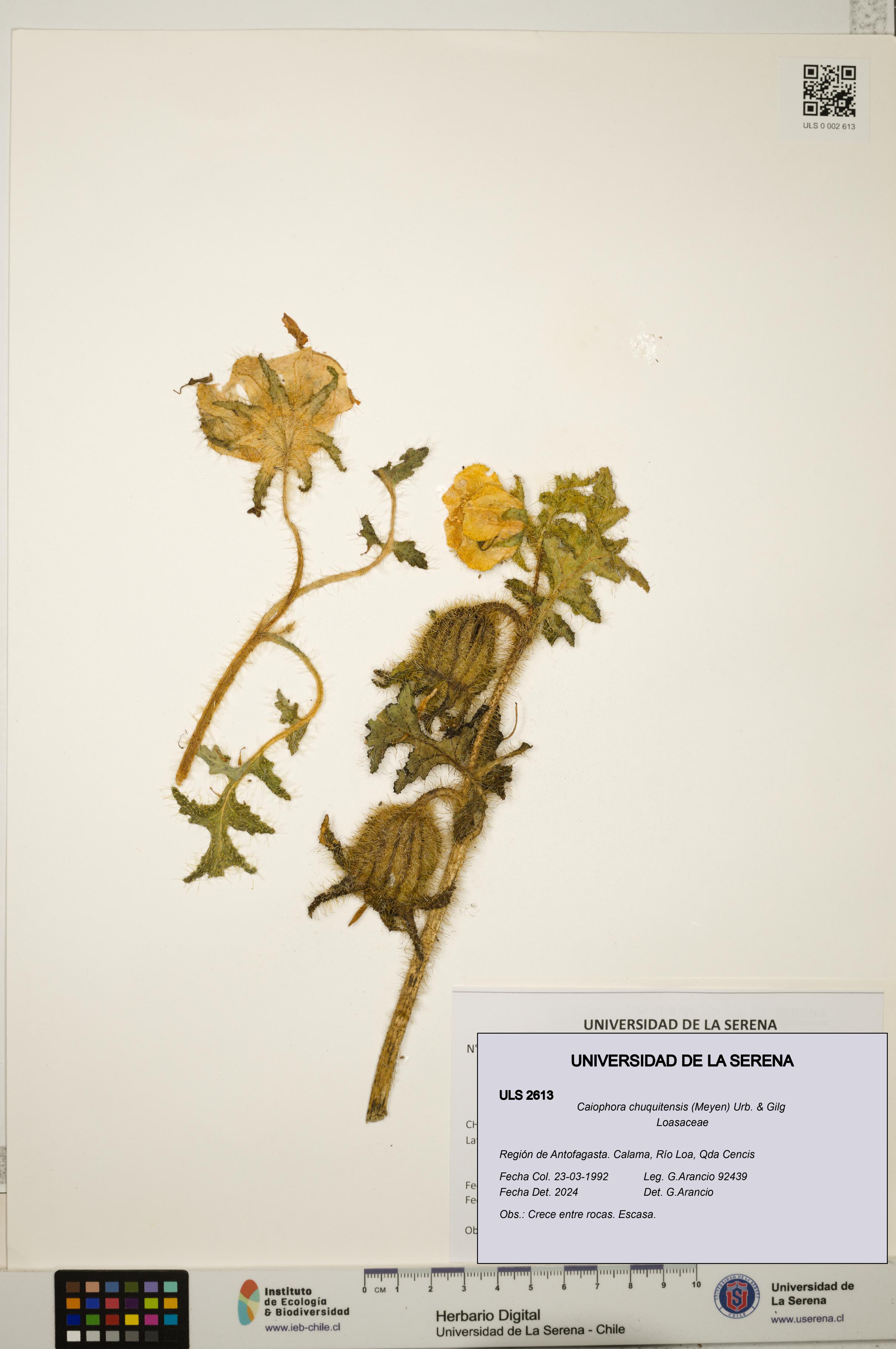 Caiophora chuquitensis [Espécimen: ULS:ULS:0002613]