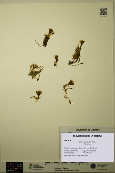 Werneria spathulata [Espécimen: ULS:ULS:0002616]