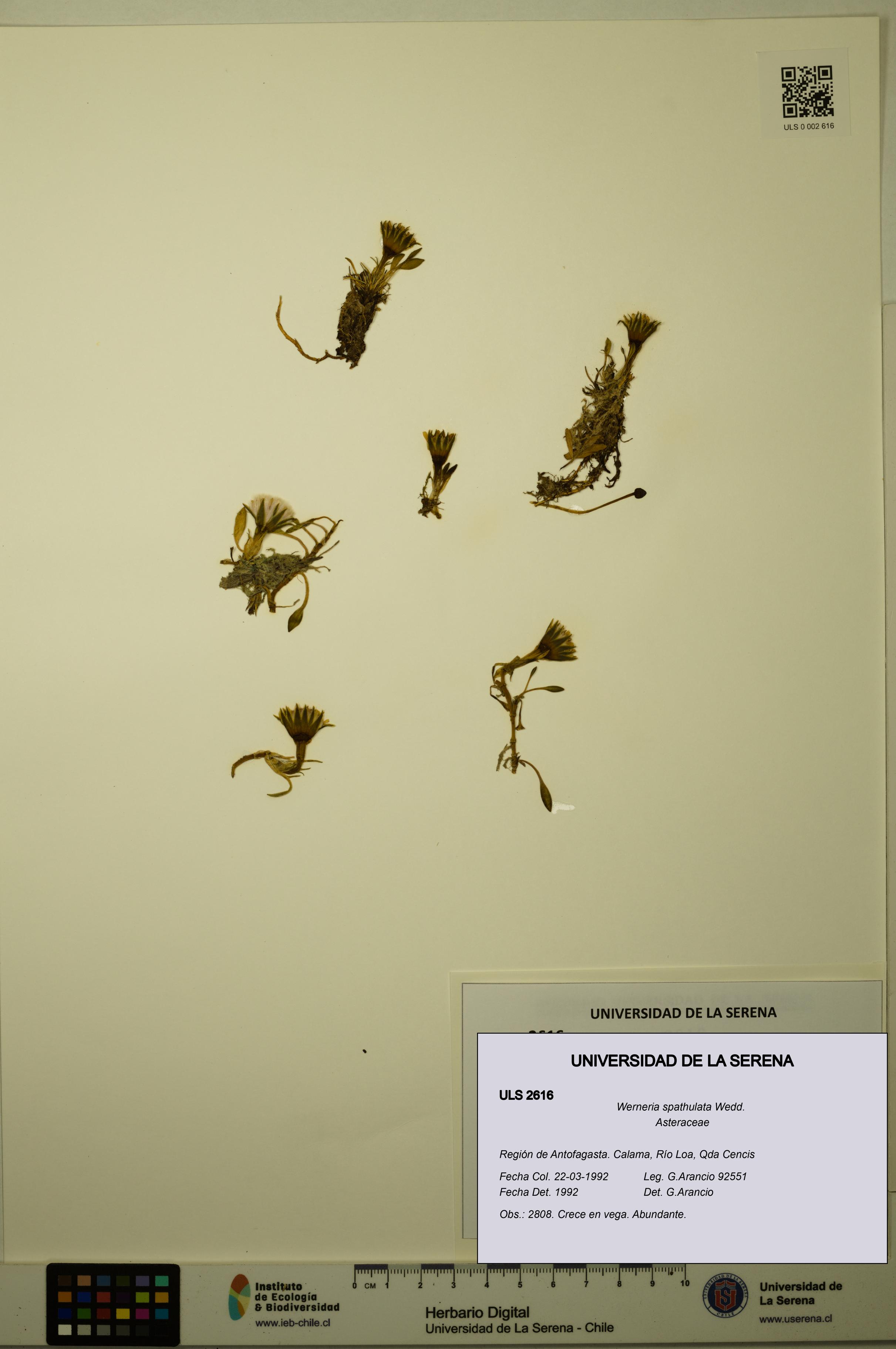 Werneria spathulata [Espécimen: ULS:ULS:0002616]