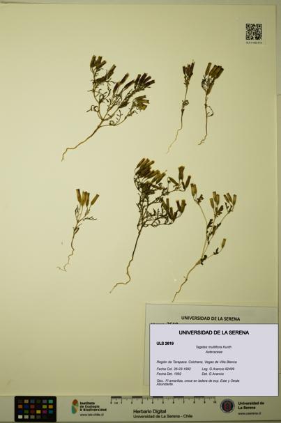 Tagetes multiflora [Espécimen: ULS:ULS:0002619]