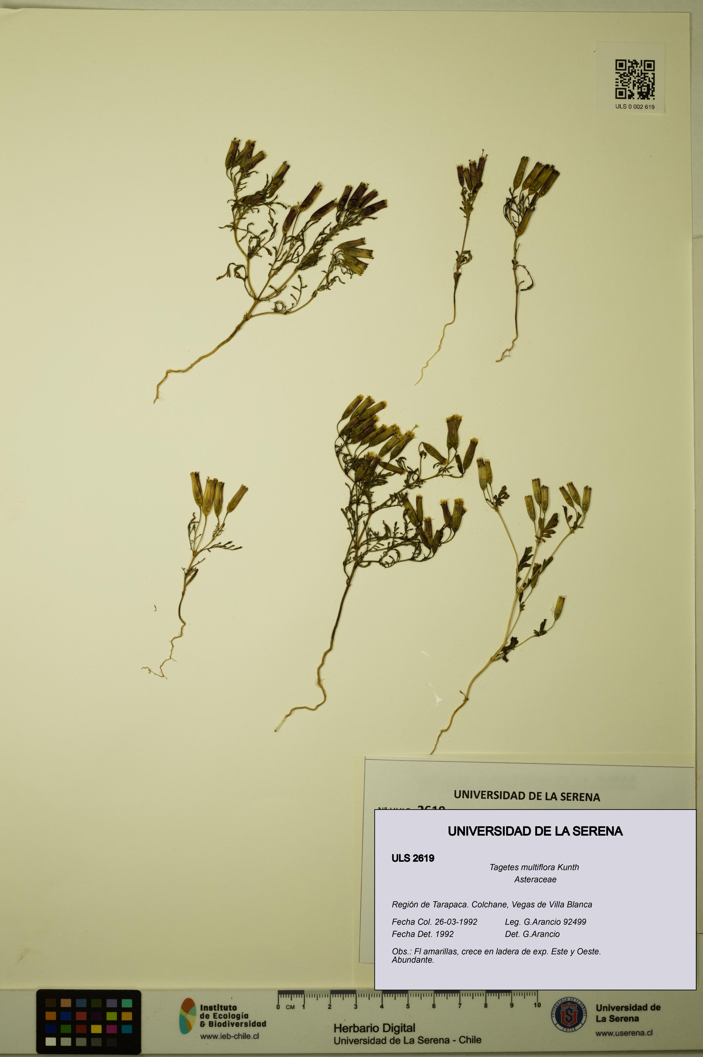 Tagetes multiflora [Espécimen: ULS:ULS:0002619]
