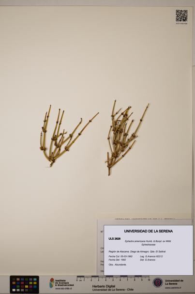 Ephedra americana [Espécimen: ULS:ULS:0002626]