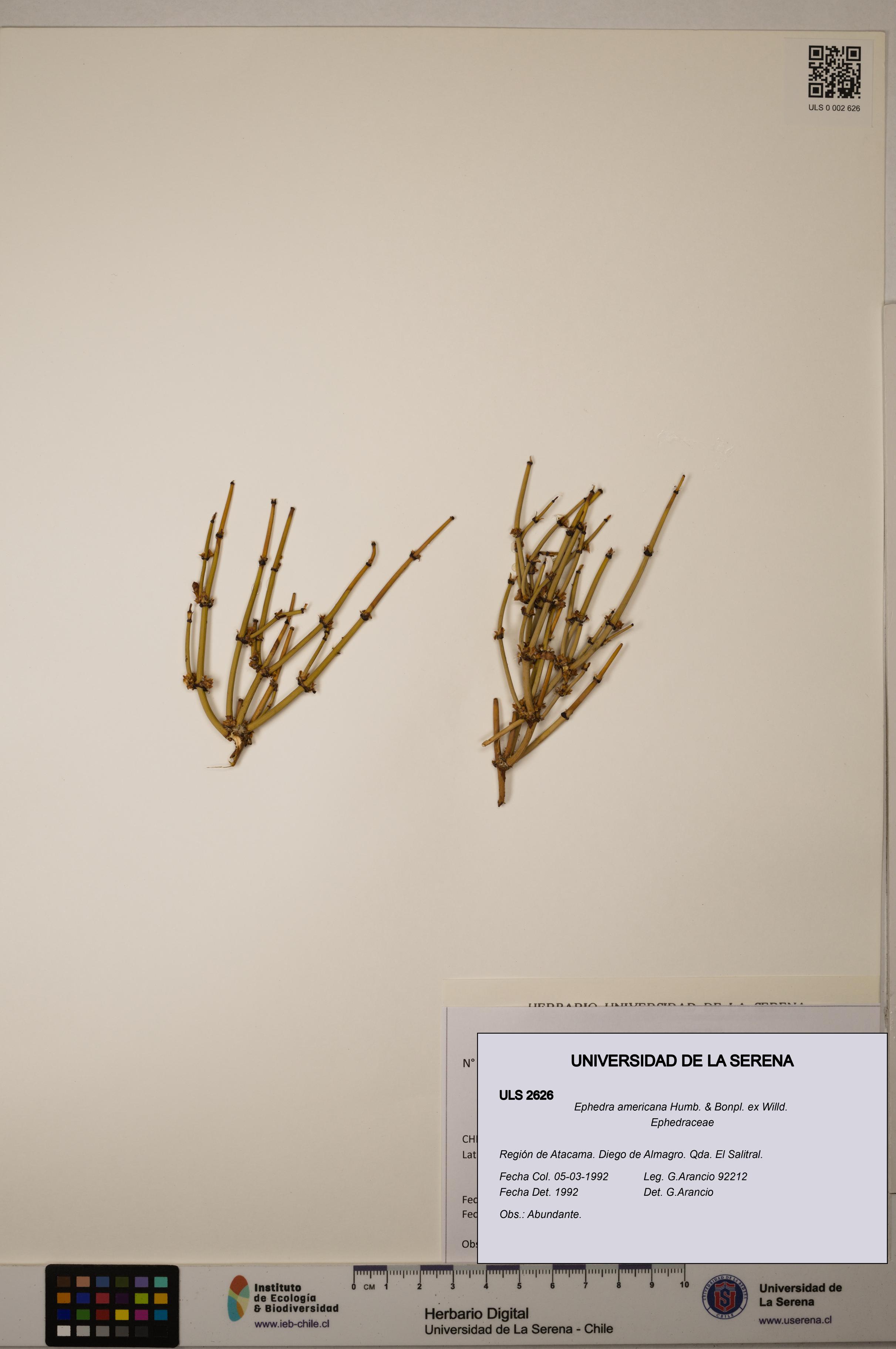 Ephedra americana [Espécimen: ULS:ULS:0002626]