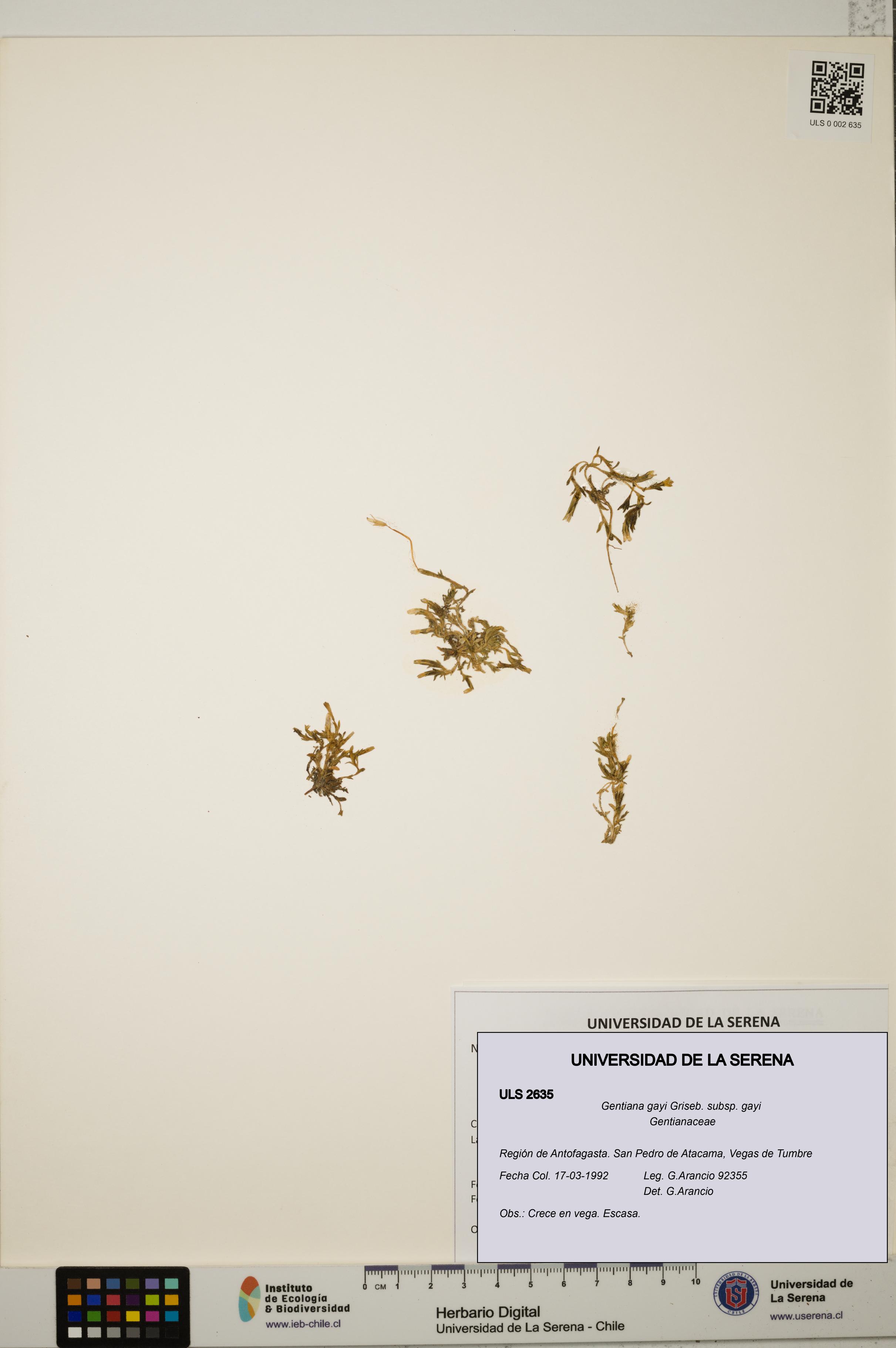 Gentiana gayi subsp. gayi [Espécimen: ULS:ULS:0002635]