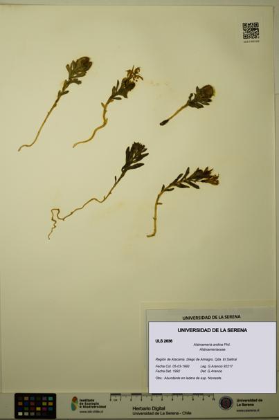 Alstroemeria andina [Espécimen: ULS:ULS:0002636]