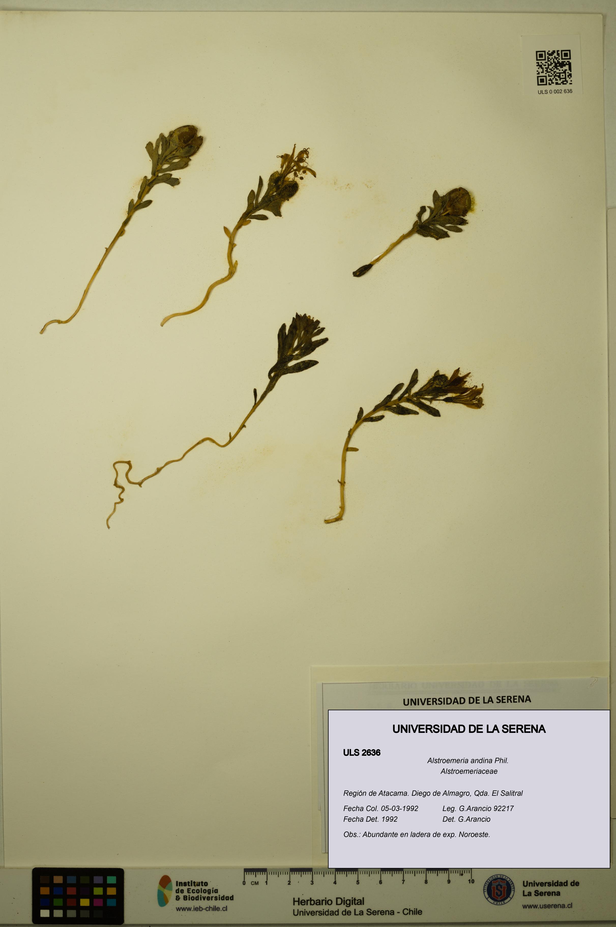 Alstroemeria andina [Espécimen: ULS:ULS:0002636]