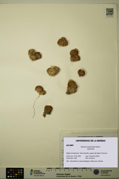 Oriastrum sphaeroidale [Espécimen: ULS:ULS:0002637]