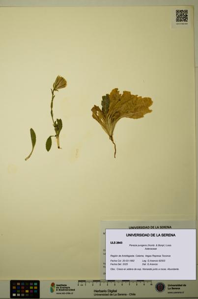 Perezia pungens [Espécimen: ULS:ULS:0002643]