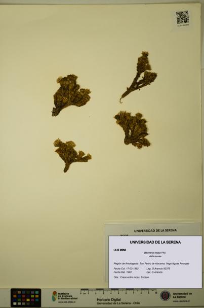 Werneria incisa [Espécimen: ULS:ULS:0002650]