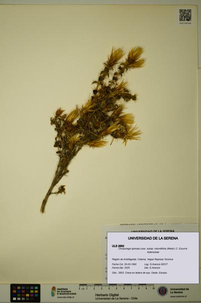 Chuquiraga spinosa [Espécimen: ULS:ULS:0002652]