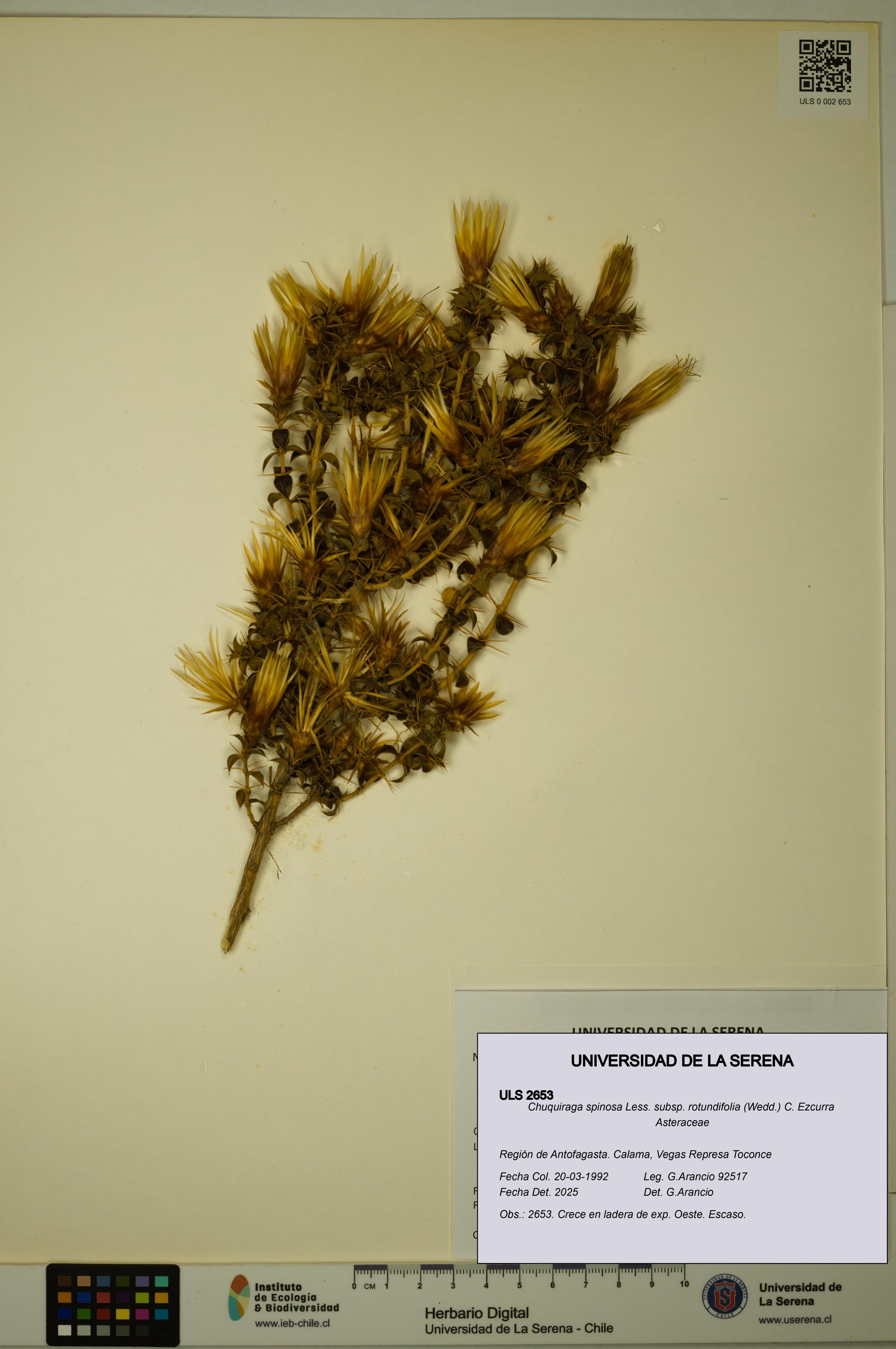 Chuquiraga spinosa subsp. rotundifolia [Espécimen: ULS:ULS:0002653]