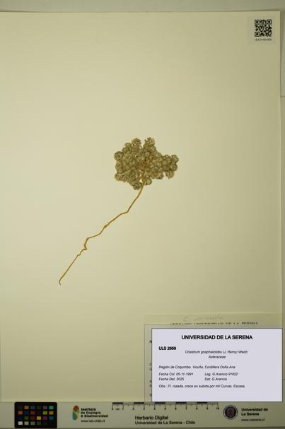 Oriastrum gnaphalioides [Espécimen: ULS:ULS:0002659]