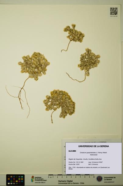 Oriastrum gnaphalioides [Espécimen: ULS:ULS:0002660]