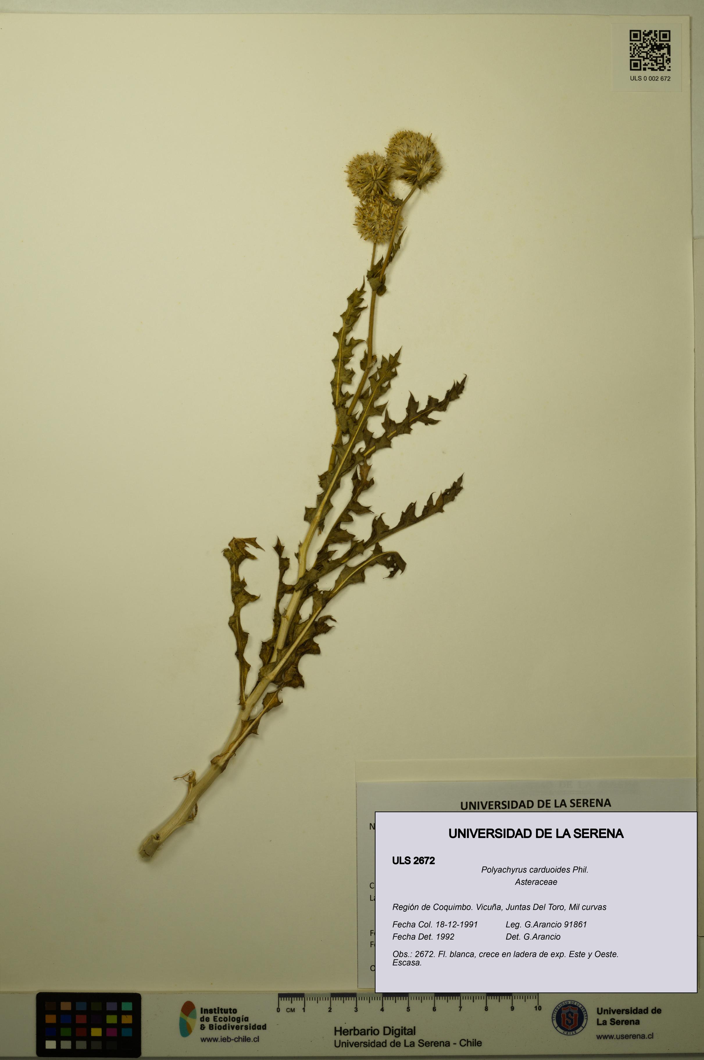 Polyachyrus carduoides [Espécimen: ULS:ULS:0002672]