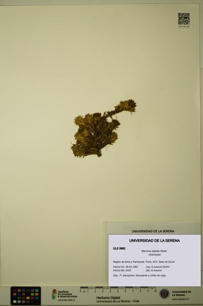 Werneria digitata [Espécimen: ULS:ULS:0002682]