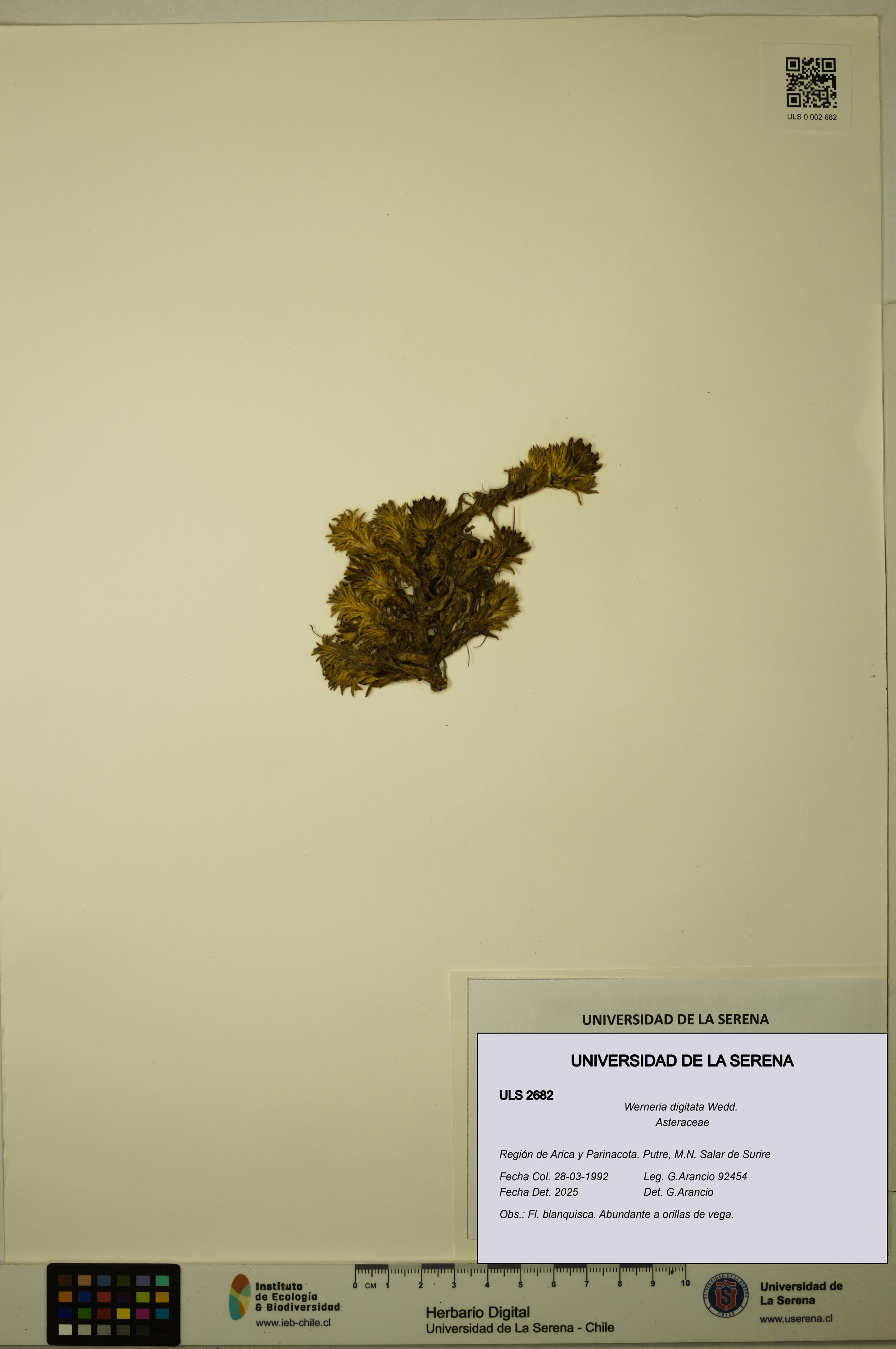 Werneria digitata [Espécimen: ULS:ULS:0002682]